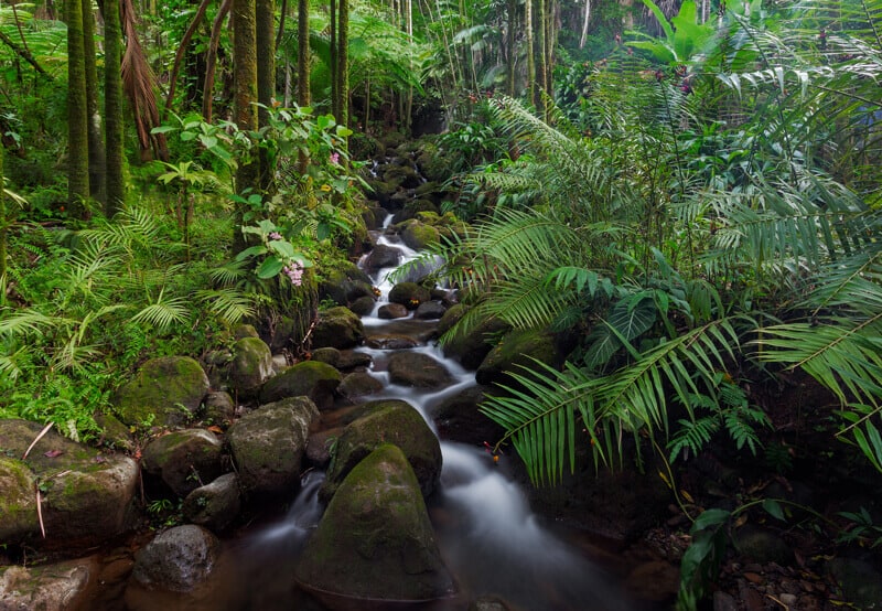 downoi natural habitat