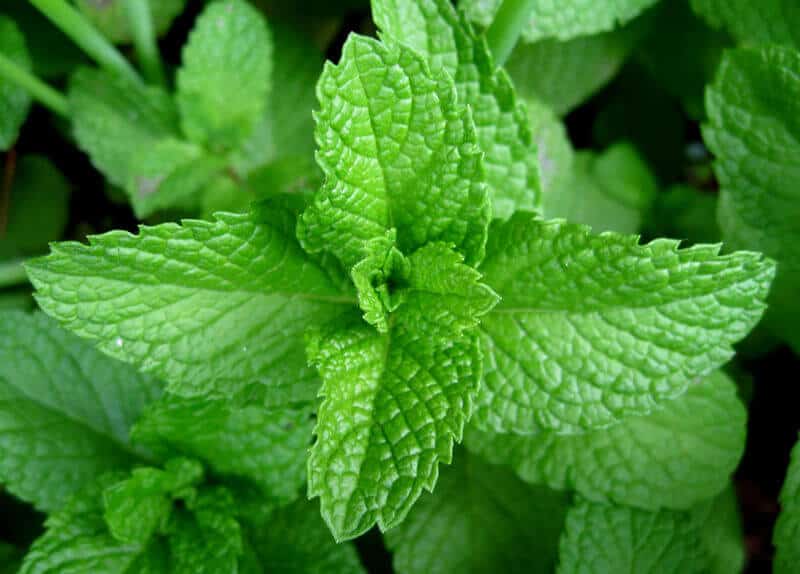 Mint - Pogostemon Helferi