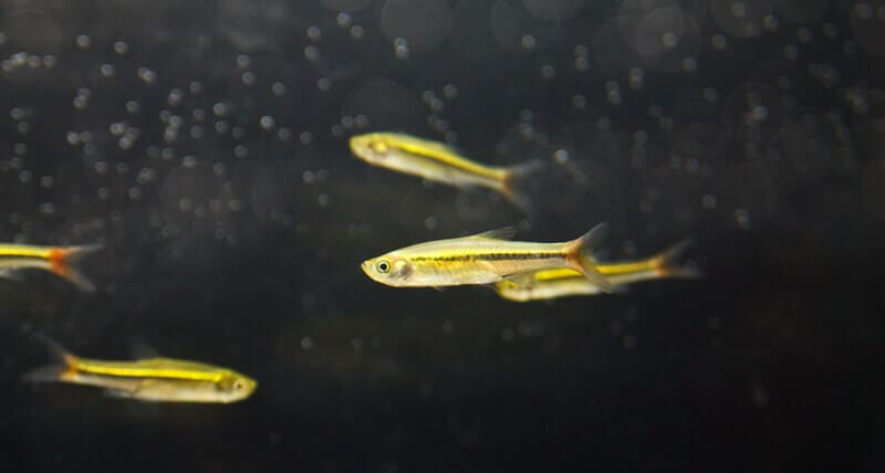 yellow neon tetra fish